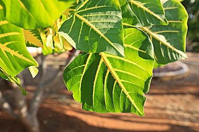 《寂静岭2：重制版》成功后 系列其它作品可能也要重制